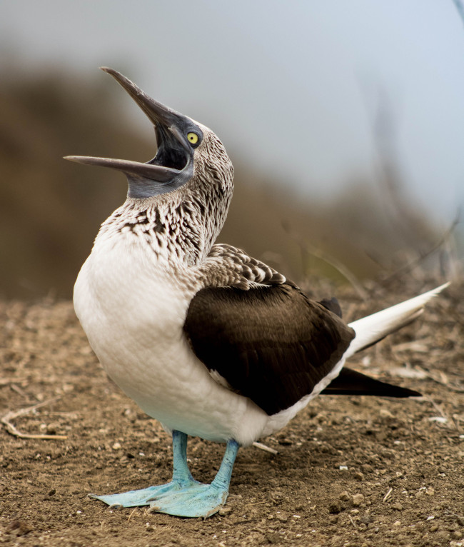 Aves marinhas sul-americanas voam incomumente ao norte no Panamá, forçadas pelo El Niño