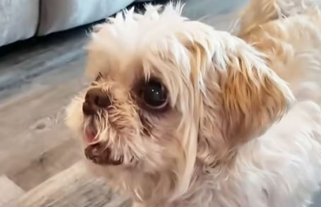 Cachorro desaparecido encontrado a 1.000 milhas de casa com um nome totalmente novo
