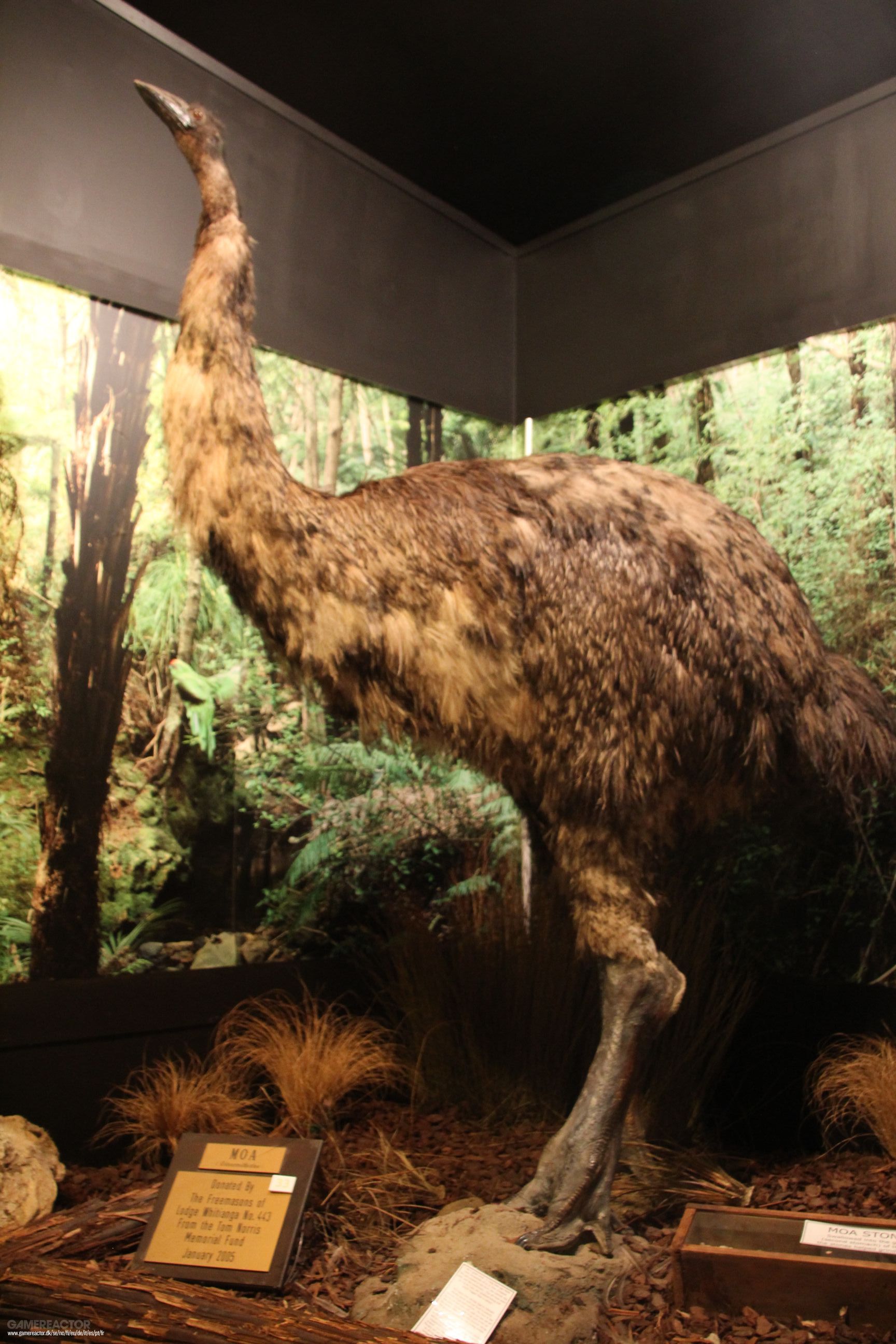 A empresa que trouxe o extinto lobo gigante de volta à vida está agora se preparando para reviver o pássaro gigante Moa, da Nova Zelândia