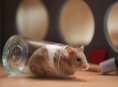 A mais recente ideia de game show da América coloca humanos contra hamsters