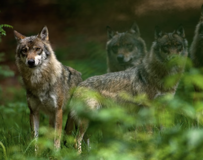 Alemanha avança para legalizar a caça ao lobo após aumento nos ataques ao gado