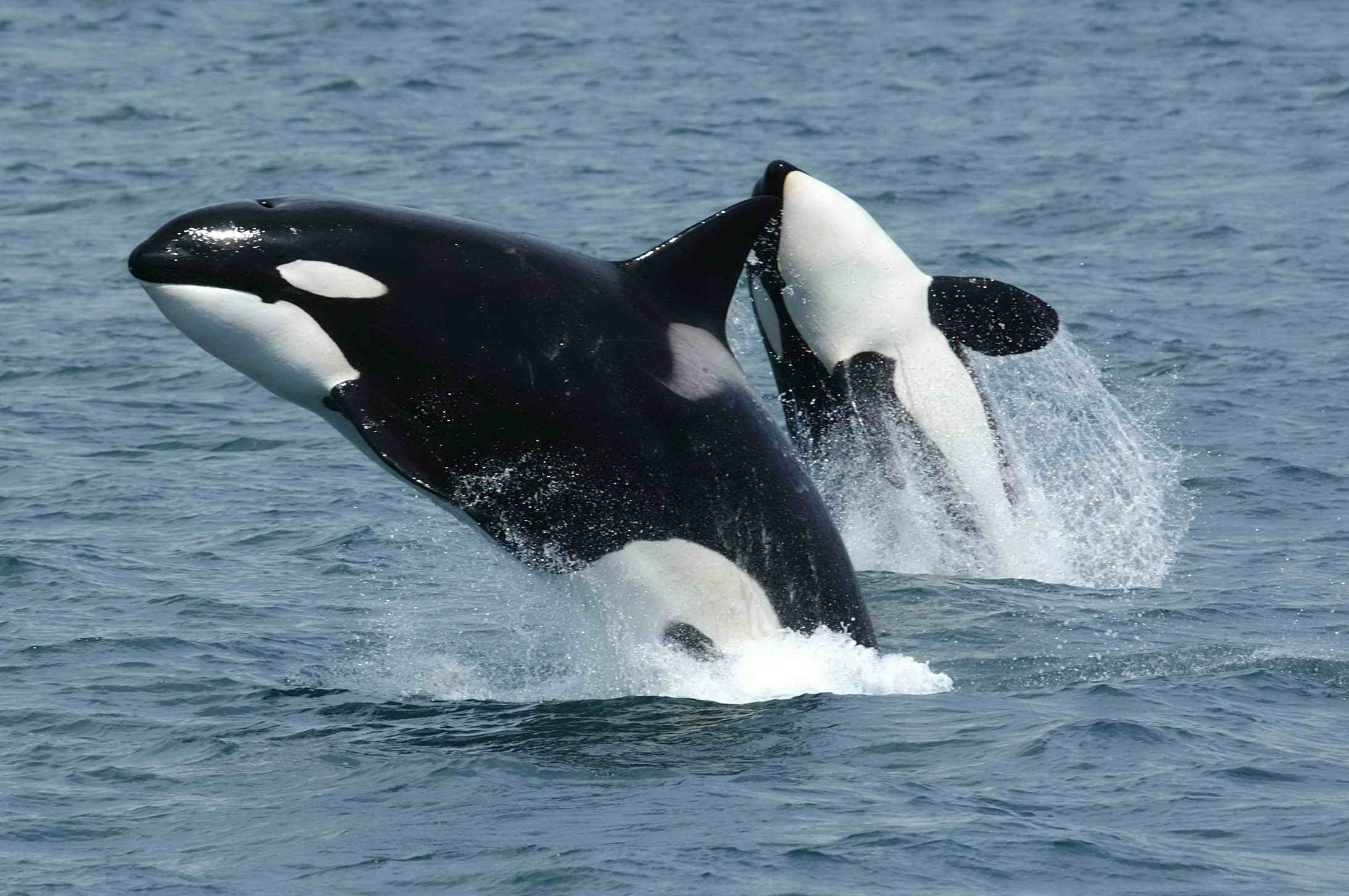 As orcas estão retornando à costa britânica em números raramente vistos antes