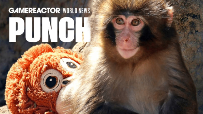 Quem é Soco no Macaco? O jovem macaco que se tornou quase mais famoso que Donald Trump