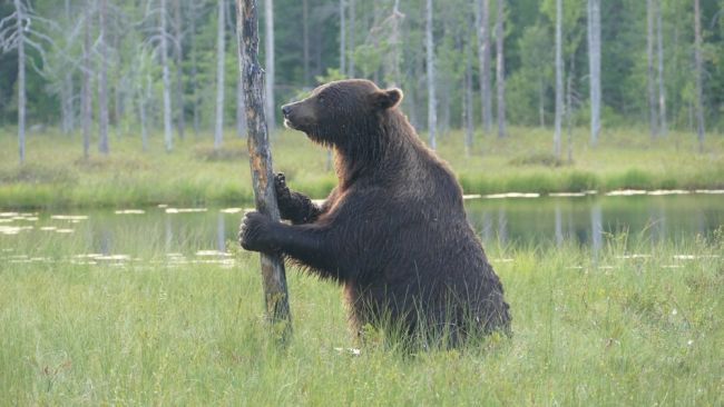 Existem bibliotecas na Finlândia, nas quais você não pode entrar com seus sapatos