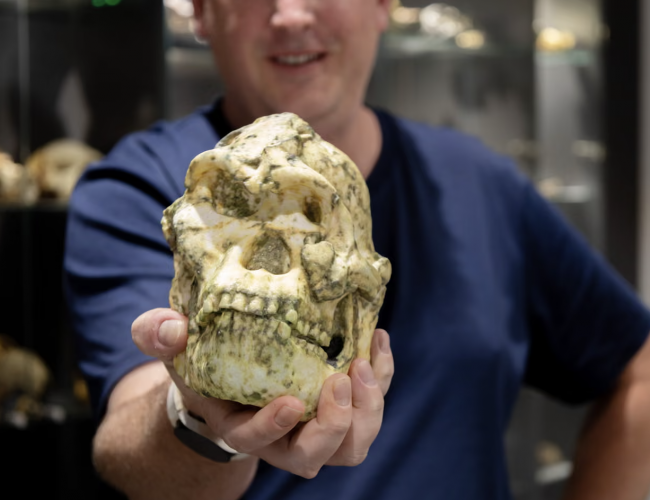 Cientistas descobrem que esse esqueleto antigo pode pertencer a um ancestral humano até então desconhecido