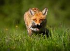 Dezoito animais, aves e insetos foram pr&eacute;-selecionados para figurar em futuras c&eacute;dulas do Reino Unido