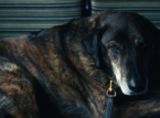 O cachorro de Irving em Severance tamb&eacute;m estrela Succession