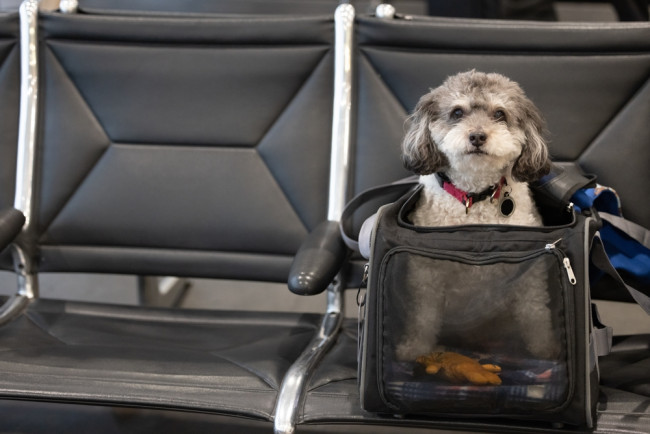 A UE altera as regras para viagens com animais de estimação a partir de 22 de abril: Lista de animais afetados e requisitos