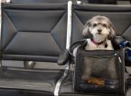 A UE altera as regras para viagens com animais de estima&ccedil;&atilde;o a partir de 22 de abril: Lista de animais afetados e requisitos
