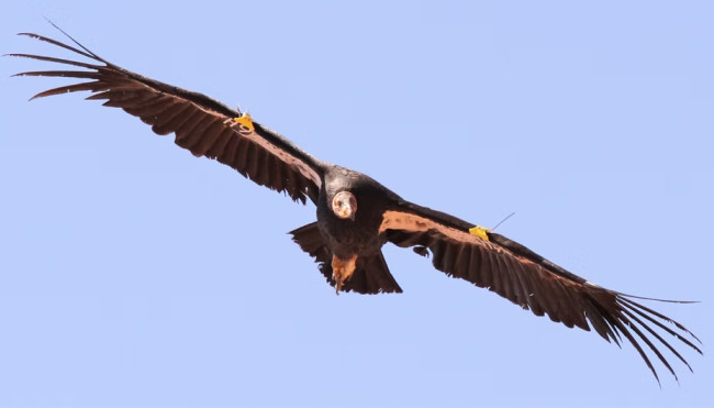 Condor da Califórnia avistado no Oregon pela primeira vez em mais de 100 anos