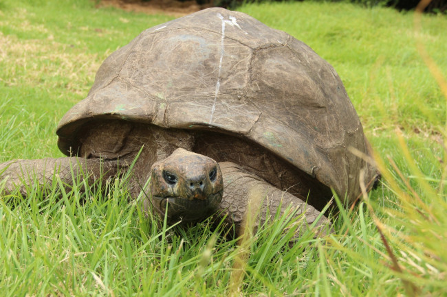 Jonathan, a tartaruga, reconhecido pelo Guinness World Records como o animal terrestre vivo mais velho
