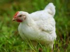 Veterin&aacute;rios pedem uma proibi&ccedil;&atilde;o total das gaiolas para galinhas no Reino Unido