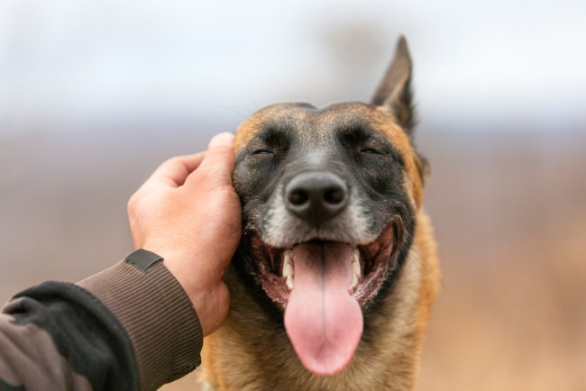 Estudo identifica o cão mais velho conhecido com 15.800 anos