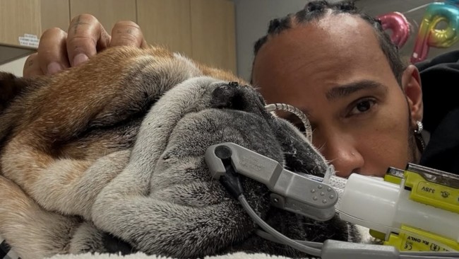 O cachorro de Lewis Hamilton, Roscoe, está em coma: o campeão da Fórmula 1 compartilha uma mensagem sincera