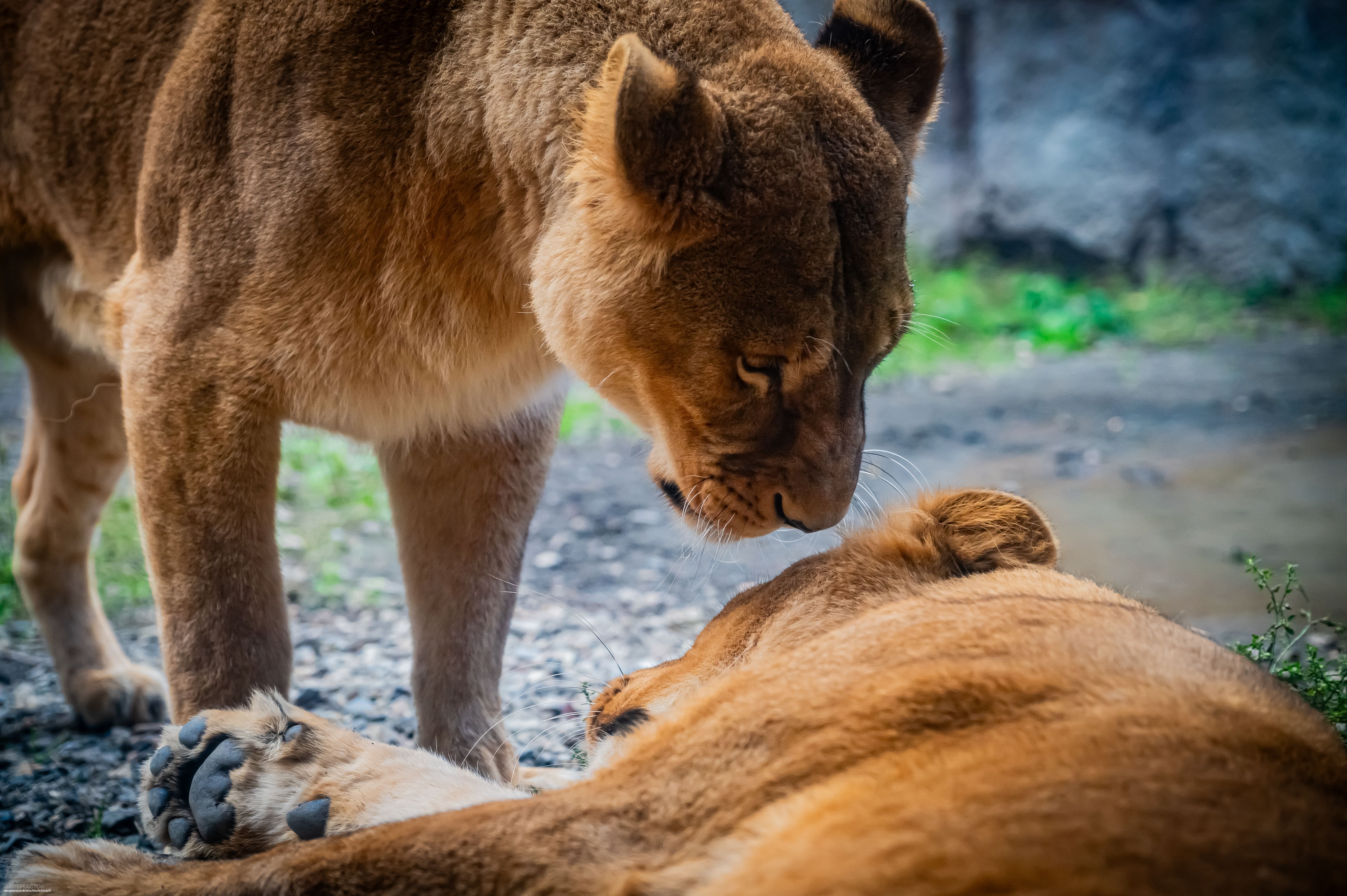 França proíbe a importação de troféus de animais ameaçados de extinção