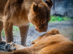 Tr&ecirc;s leoas do Zool&oacute;gico de T&oacute;quio morrem de insola&ccedil;&atilde;o