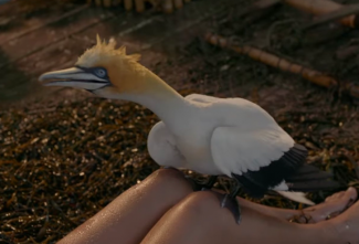 Os fãs estão realmente chateados com a aparência da gaivota no remake live-action da Disney de A Pequena Sereia