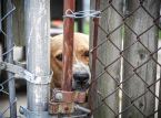 Dezenas de c&atilde;es resgatados de abrigo fraudulento em Uganda