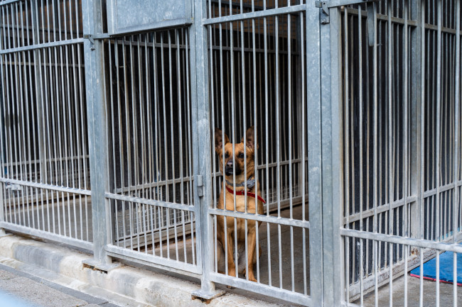 Dezenas de cães resgatados de abrigo fraudulento em Uganda
