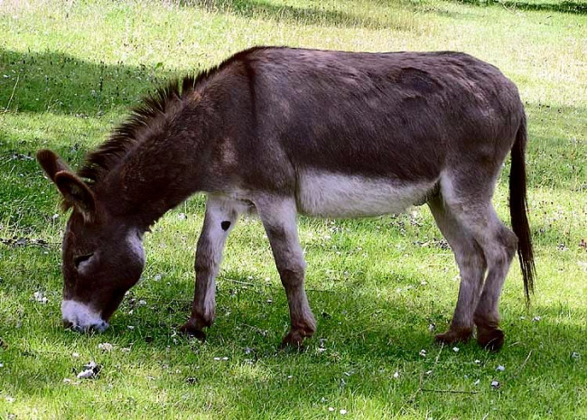 A terapia do burro ajuda pacientes psiquiátricos a encontrar nova confiança