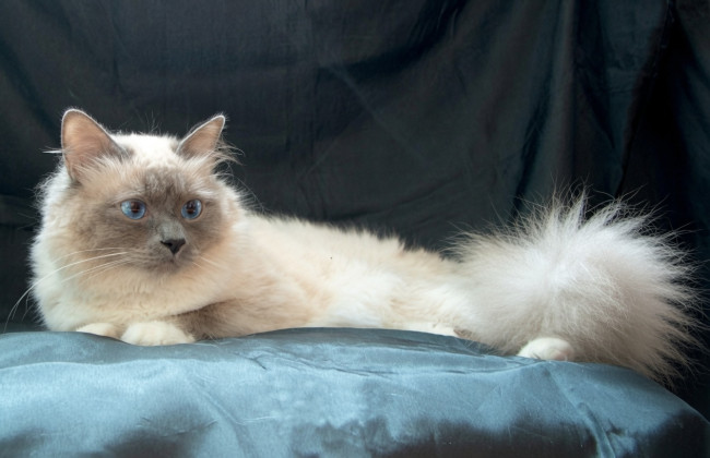 O gato mais mimado do mundo não herdou nada, apesar de 1,5 milhão de dólares mencionado no testamento