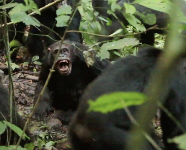Chimpanzés selvagens observaram travar uma "guerra civil" (considerada exclusivamente humana) em estudos sem precedentes