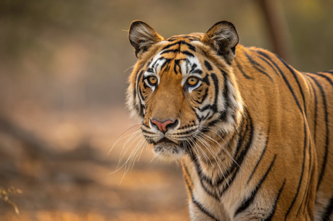 Quatro filhotes de tigre de Bengala nascidos inesperadamente em meio à crise energética de Cuba