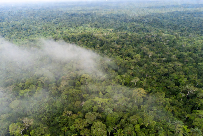 Uma forte queda no número de incêndios na Amazônia oferece nova esperança para uma recuperação