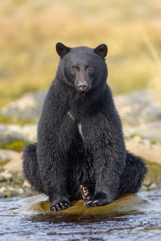 Socorristas salvam urso preso em árvore com trampolim