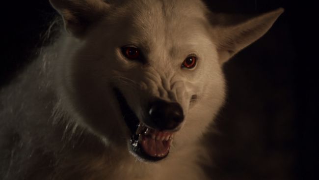 Um trio de lobos terríveis nasceu, "extinto" o lendário animal