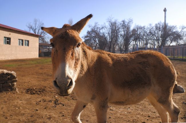 Um dos animais mais raros do mundo nascido em zoológico do Reino Unido