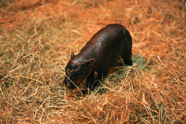 Moo Deng, o zoológico de Edimburgo acaba de apresentar ao mundo Haggis, o hipopótamo pigmeu