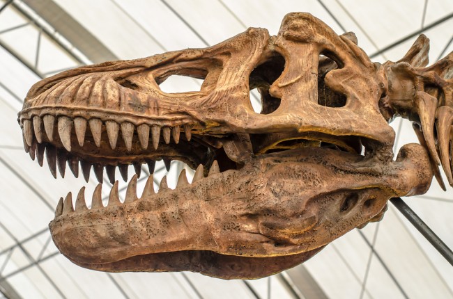 O T. rex cresceu mais lentamente do que os cientistas pensavam