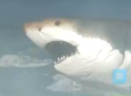 Megalodon encontrado em Battlefield 4