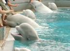 30 belugas deixadas para morrer em parque fechado no Canad&aacute; ser&atilde;o enviadas para zool&oacute;gicos nos EUA e Espanha