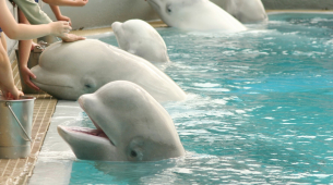 30 belugas deixadas para morrer em parque fechado no Canadá serão enviadas para zoológicos nos EUA e Espanha