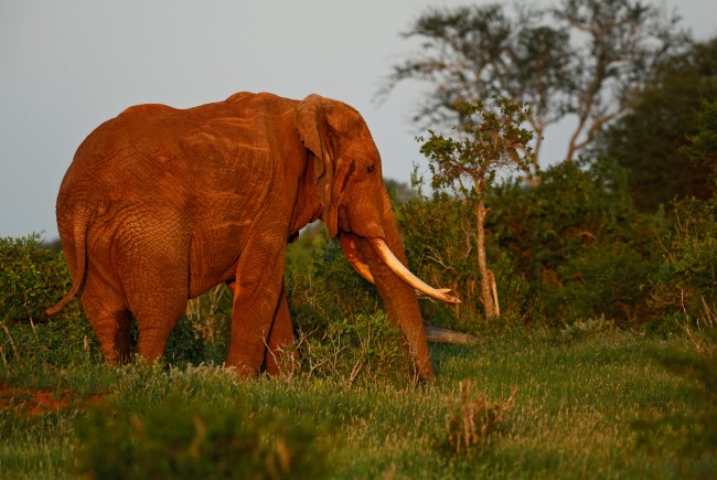 Nigéria imporá multas mais rigorosas e sentenças de prisão a traficantes de vida selvagem