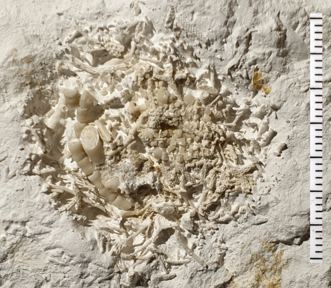 Vômito fossilizado de 66 milhões de anos revelado na Dinamarca