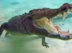 Homem consegue arrancar mandíbulas de crocodilo após ser atacado