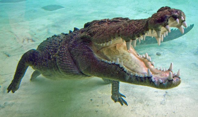 Polícia é trollada por crocodilo em poça inundada