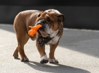 O amado buldogue de Lewis Hamilton, Roscoe, infelizmente morreu
