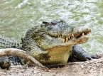 Tratador do zool&oacute;gico pula no recinto do crocodilo para salvar o menino ferido