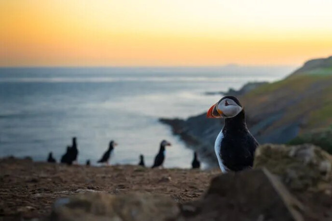 População de papagaios-do-mar atinge recorde de segundo ano consecutivo no icônico Skomer Island 