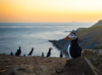 Popula&ccedil;&atilde;o de papagaios-do-mar atinge recorde de segundo ano consecutivo no ic&ocirc;nico Skomer Island 
