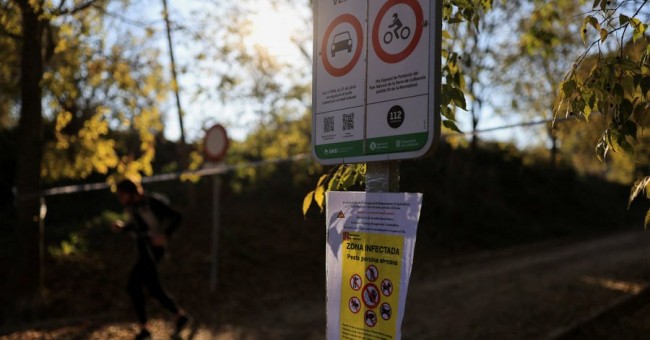 Veteranos da UE destacados para combater o surto de peste suína em Barcelona