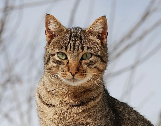Centenas de gatos salvos de matadouros no Vietnã