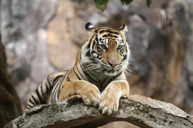 Tigre fugitivo, que se acredita pertencer à 'Rainha do Tigre' alemã, baleado pela polícia após atacar homem de 72 anos