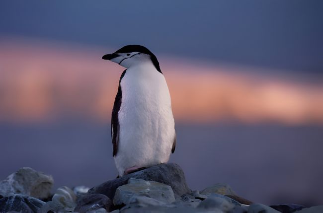 Vidas amorosas dos pinguins: separações, drama e segundas chances