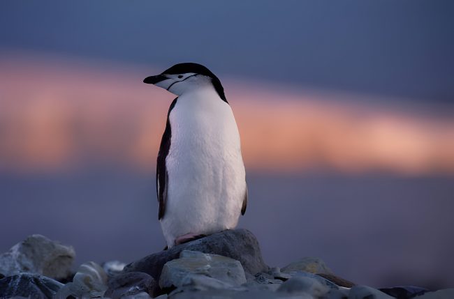 Vidas amorosas dos pinguins: separações, drama e segundas chances