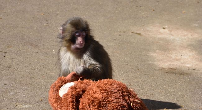 Cidadãos americanos presos por tentar invadir o recinto do Punch, o macaco